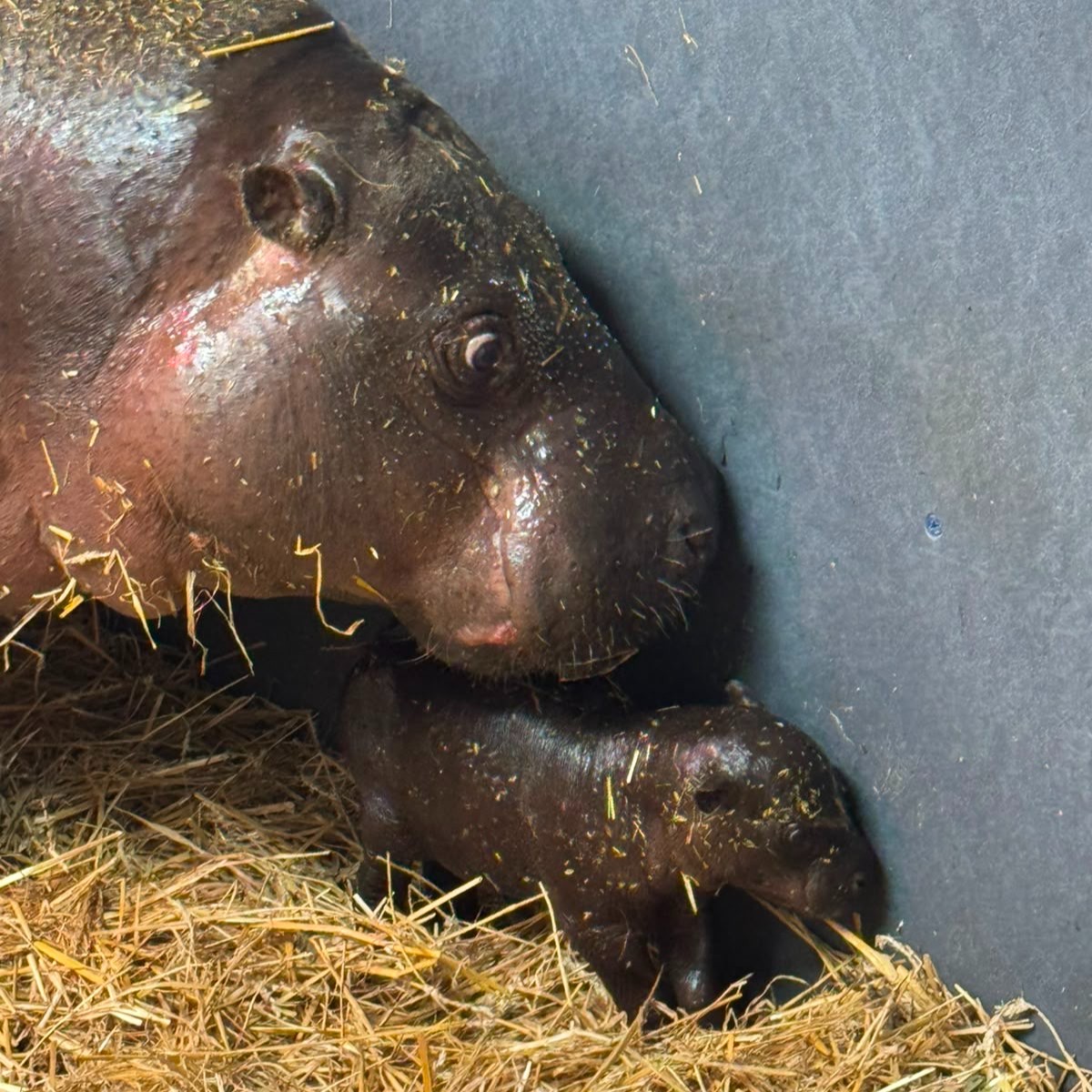 Kindia resting on straw beside her newborn calf.