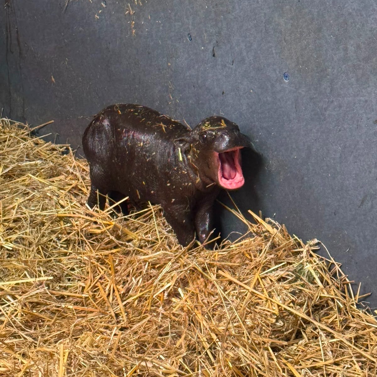 The pygmy hippo calf standing on straw with her mouth wide open.